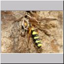 Cerceris arenaria - Grabwespe w11g 12mm Nesteintrag.jpg